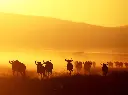 safari4-ezgif.com-avif-to-jpg-converter.webp