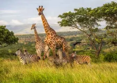 [EXD00128] South Africa Zulu Nyala Safari Six Nights For Two People